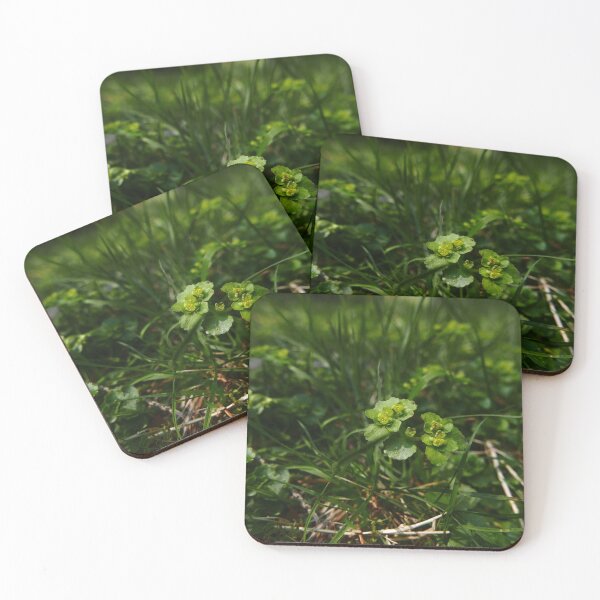 Item preview, Opposite-leaved Golden Saxifrage (Chrysosplenium oppositifolium) designed and sold by IOMWildFlowers.