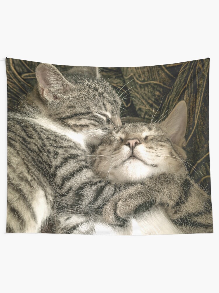 cute cats cuddling