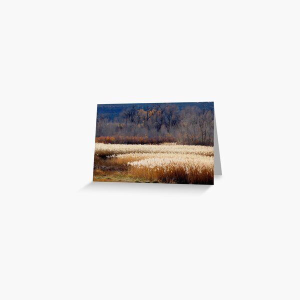 Fall In Colorado Greeting Card