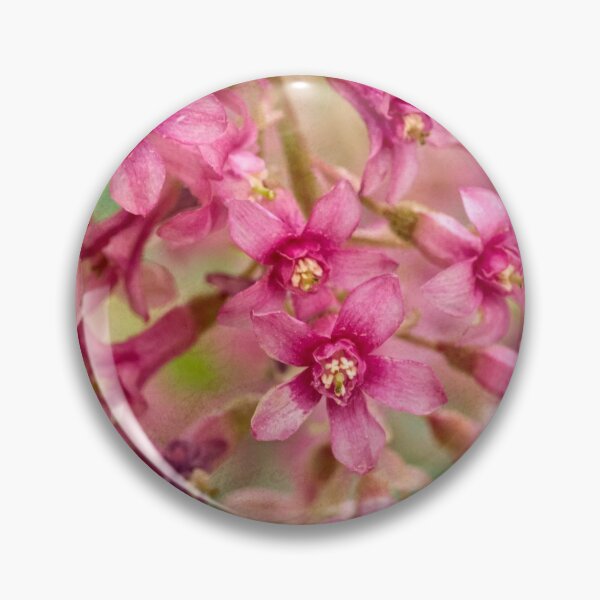 Artikelvorschau, Pink-flowering currant entworfen und verkauft von Art in Nature.