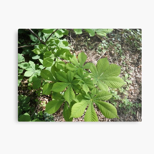 Leaves that look like stars Metal Print