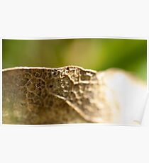 Macro Leaf Poster