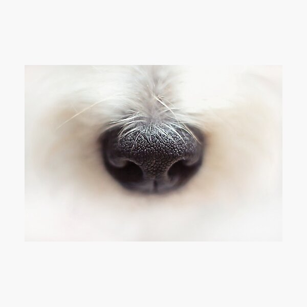 Item preview, Funny Big Dog Nose designed and sold by AnastasiaDesign.