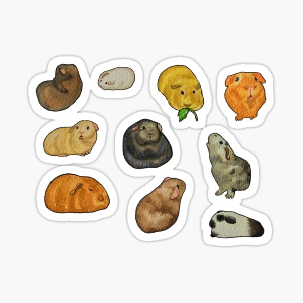Guinea pig sticker set Sticker