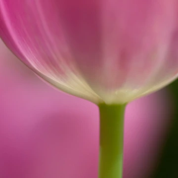 Artwork thumbnail, Spring Cup by Al Duke