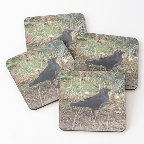 Item preview, Funny Walking Jackdaw Photograph designed and sold by naturegallery.