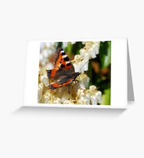 Butterfly Greeting Card