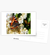 Butterfly Postcards