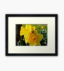 Daffodils Framed Print