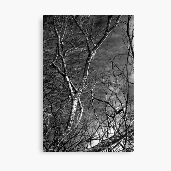 Silver Birch Tree, County Mayo Canvas Print