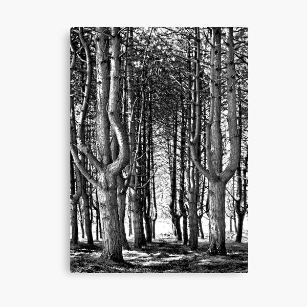 Tall Trees At The Furry Glen, Phoenix Park Canvas Print