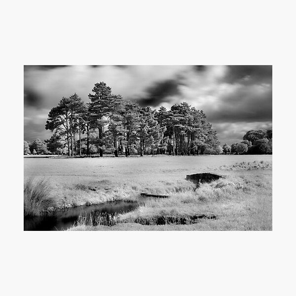 Bridge and Trees in The Phoenix Park Photographic Print