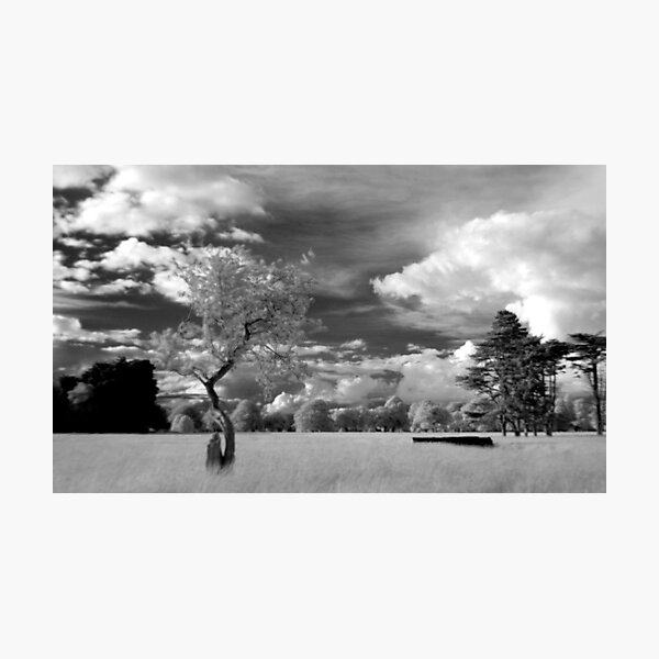 The Phoenix Park in Infra-Red Photographic Print