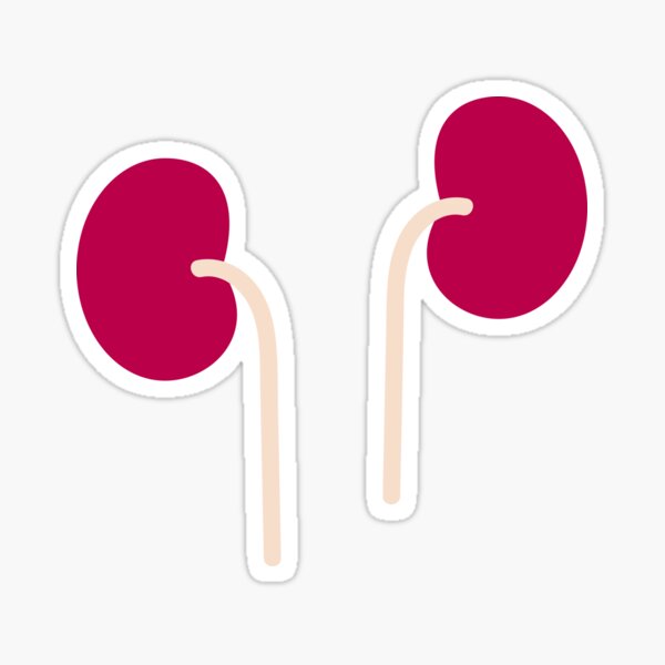 Kidney Sticker