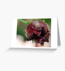 Before the Next Tear Drop Falls Greeting Card