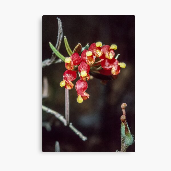 Item preview, Red and Yellow Grevillea saccata flowers near Albany Western Australia 19820831 0070 designed and sold by Fred Mitchell.