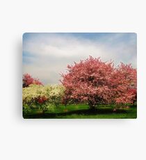 Spring-Arie den Boer Crab Apple Arboretum Canvas Print