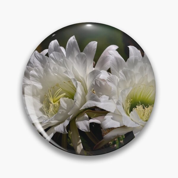Item preview, Echinopsis twins designed and sold by Art in Nature.
