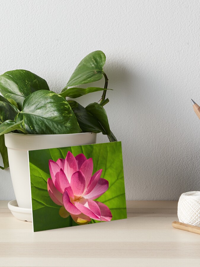 Lotus Flower Raining Grace Symbol Of Abundance Good Fortune And Wealth Art Board Print By Tjbest Redbubble