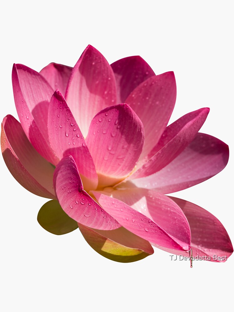 "Lotus Flower Raining Grace, Symbol Of Abundance, Good Fortune And