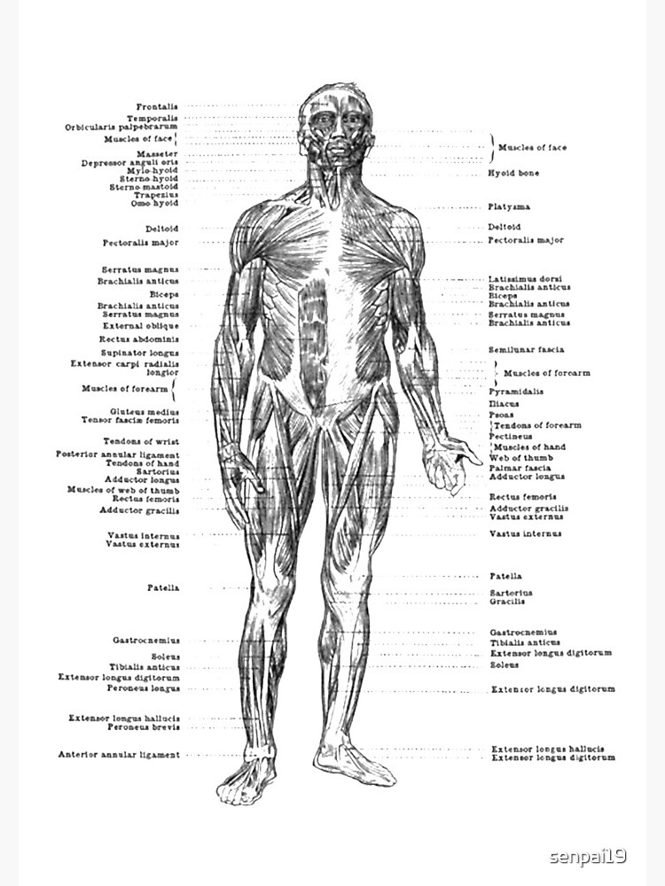 Anatomy of Human Muscles by senpai19