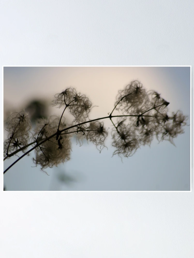 Thumbnail 1 of 3, Poster, Spring designed and sold by Capriblue.