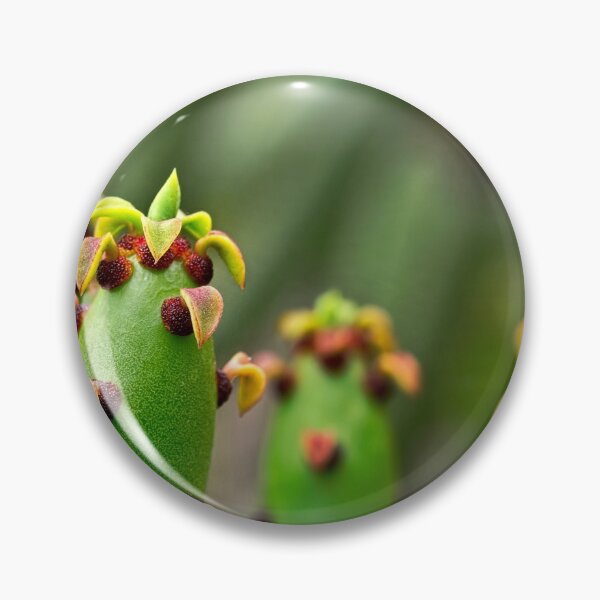 Item preview, Euphorbia from Madagascar designed and sold by Art in Nature.