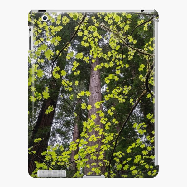 Vine Maple iPad Snap Case