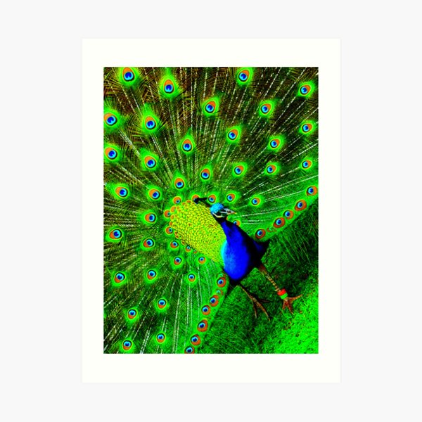 Peacock Art Print