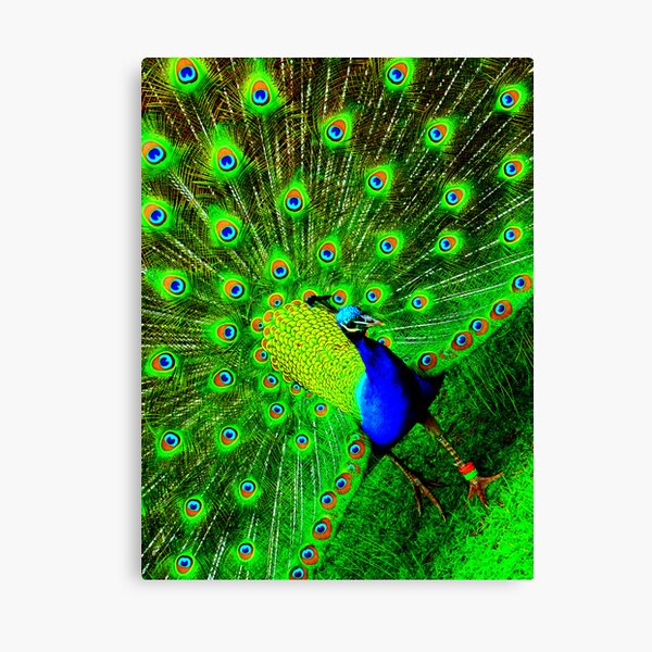 Peacock Canvas Print