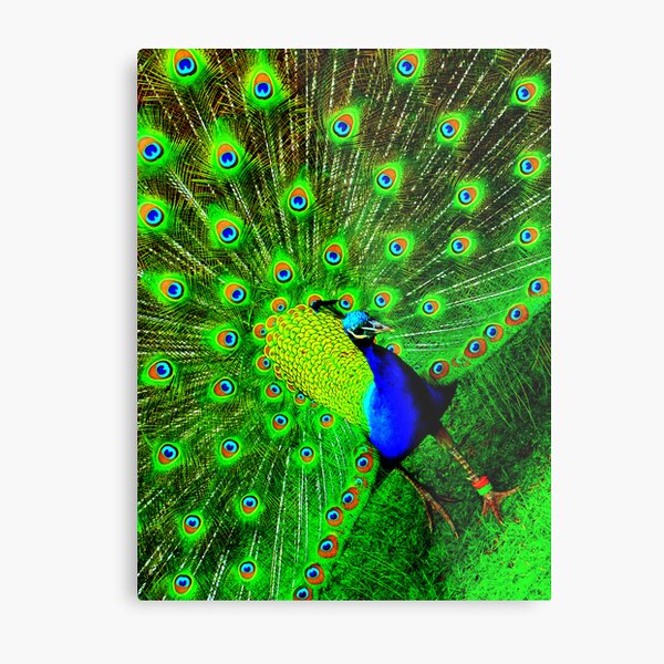 Peacock Metal Print