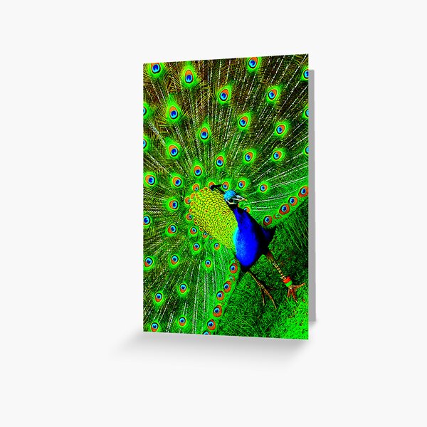Peacock Greeting Card