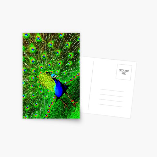 Peacock Postcard