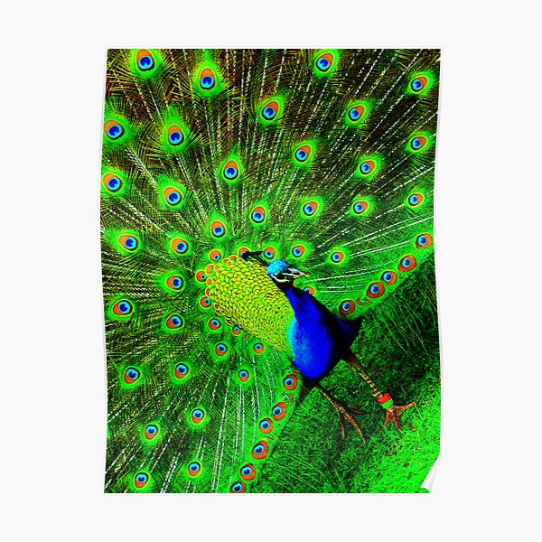 Peacock Poster