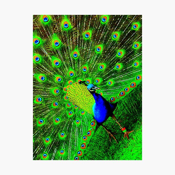 Peacock Photographic Print