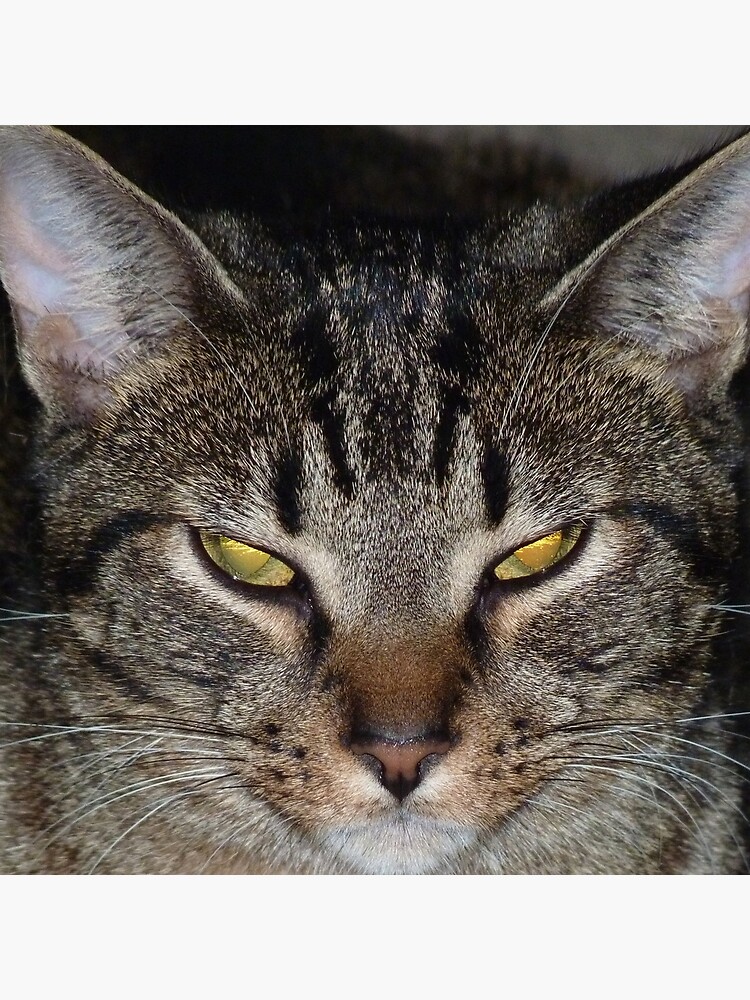 « Coco le chat » par martinb1962