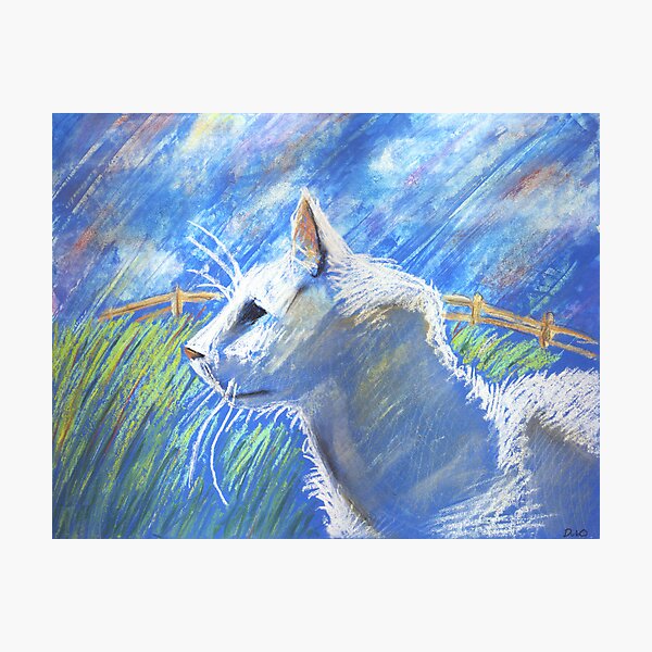 White Cat in the field Photographic Print