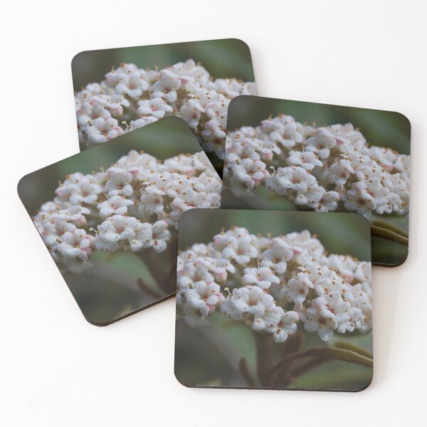 Item preview, Leatherleaf Viburnum designed and sold by lbmaddox.