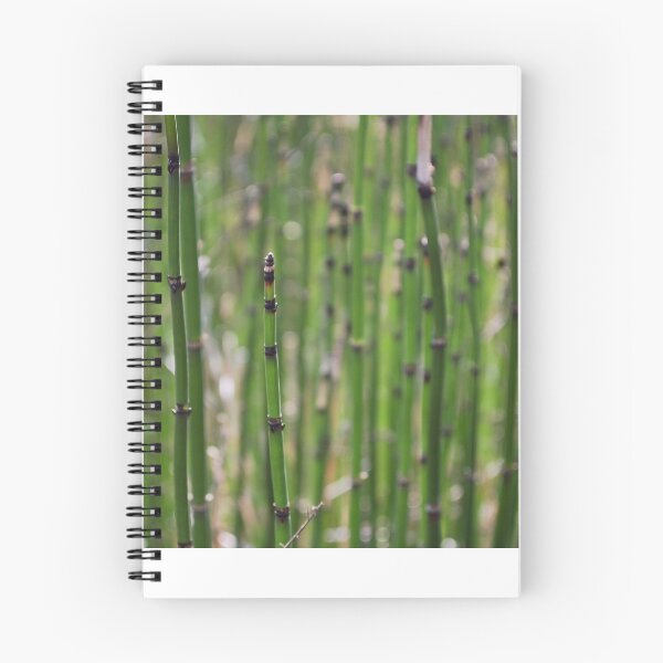 Item preview, Rough Horsetail designed and sold by lbmaddox.