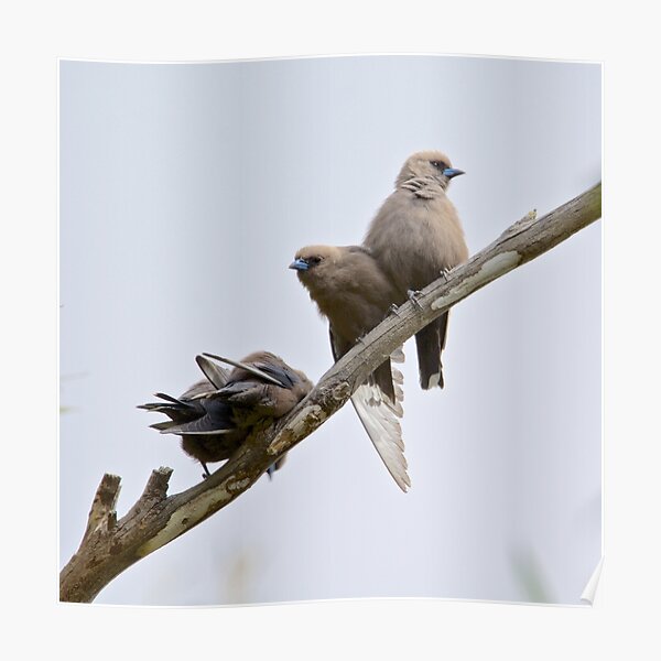 SWALLOW ~ Dusky Woodswallow by David Irwin ~ WO Poster