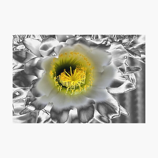 Metalised Night Cactus Flower Photographic Print