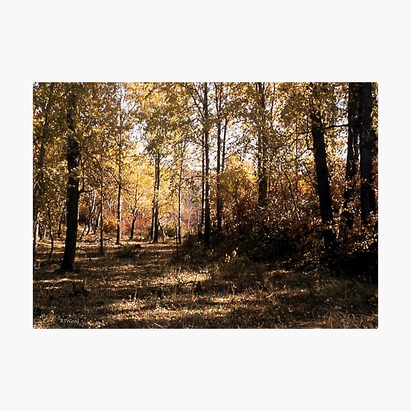Item preview, Autumn Grove designed and sold by Rod J Wood.