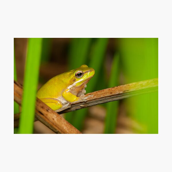 Dwarf Tree Frog - Litoria fallax Photographic Print