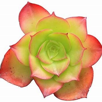 Artwork thumbnail, Succulent  by racer0220