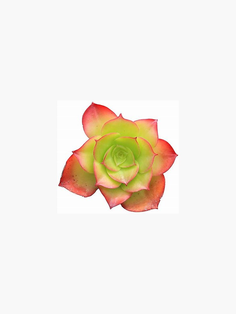 Thumbnail 3 of 3, Sticker, Succulent  designed and sold by racer0220.