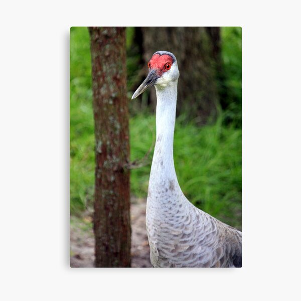 Item preview, Sandhill Crane designed and sold by AuntDot.