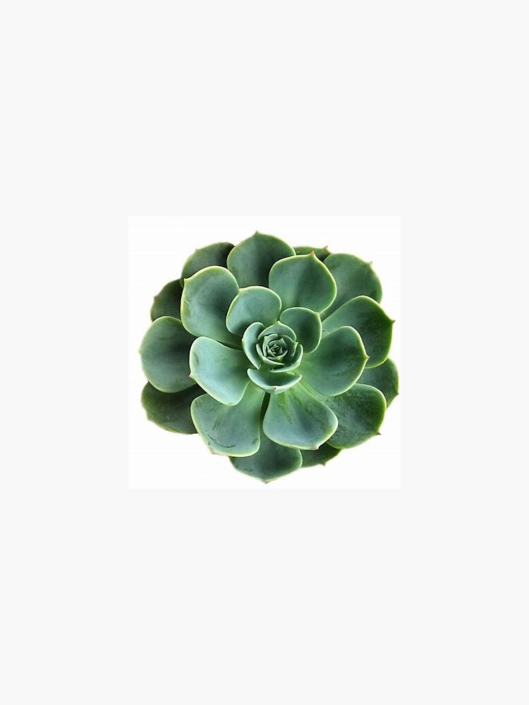 Thumbnail 3 of 3, Sticker, Succulent designed and sold by racer0220.