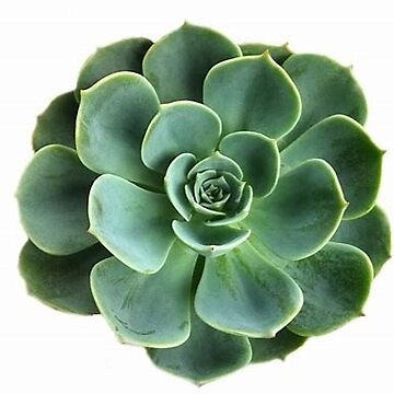Artwork thumbnail, Succulent by racer0220