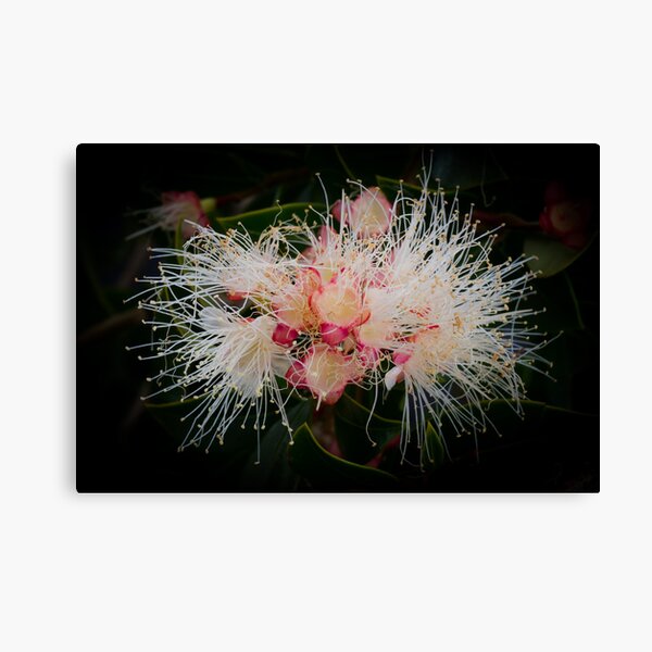 Item preview, Lilly Pilly Fantasy designed and sold by pcbermagui.