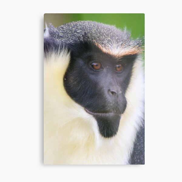 Diana Monkey Metal Print